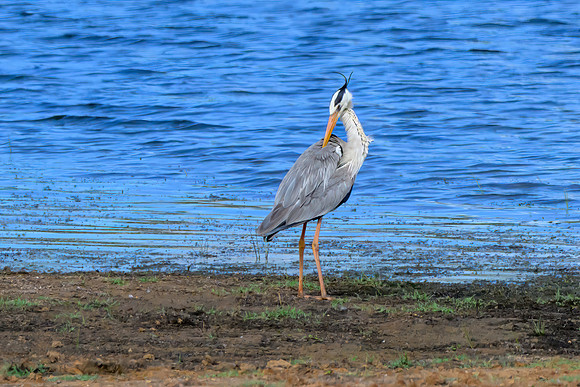 Grey Heron