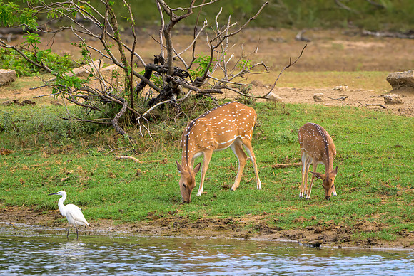 Spotted Deer