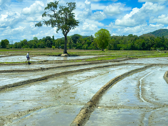 Rice 'Paddy' Fields, Southern Province I
