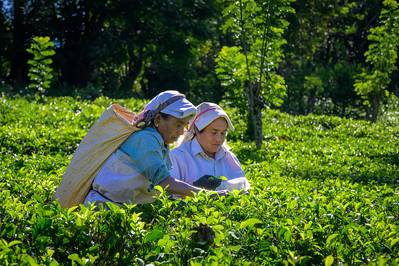 Tea Plucking – Nuwara Eliya II