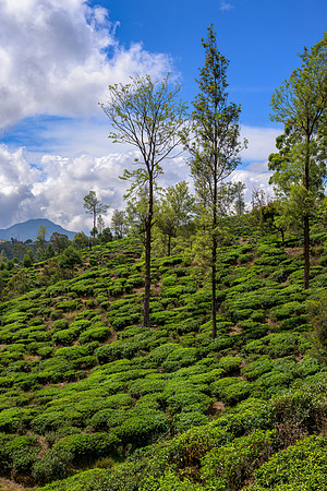 Tea Plantation – Nuwara Eliya II