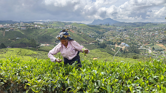 Tea Plucking – Nuwara Eliya I