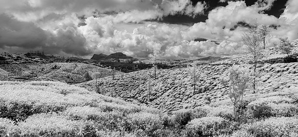 Tea Plantation II – Infrared