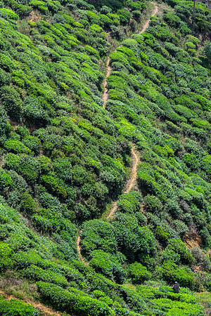 Tea Plantation – Nuwara Eliya III