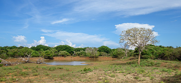 Yala National Park I