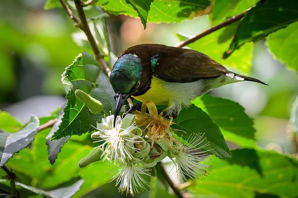 Purple Rumped Sunbird