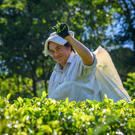 Tea Plucking – Labookellie II