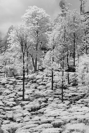 Tea Plantation I – Infrared