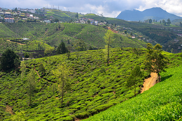 Tea Plantation – Nuwara Eliya I