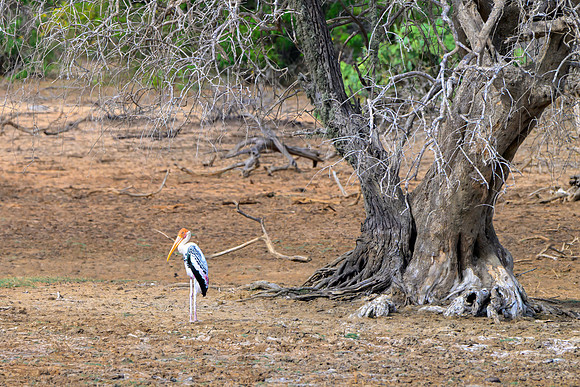 Painted Stork