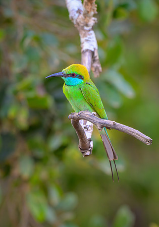 Little Green Bee-Eater II
