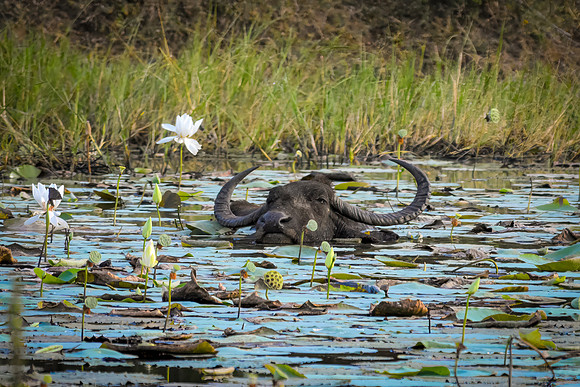 Water Buffalo