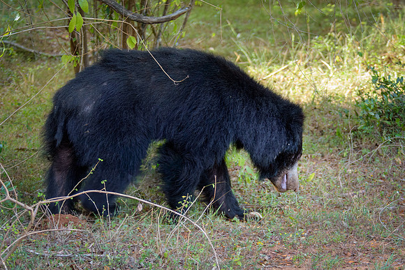 Sloth Bear