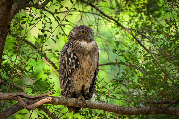 Brown Fish Owl I