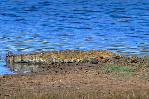 Crocodile II