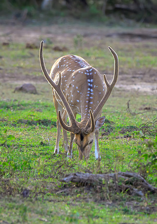 Spotted Deer III