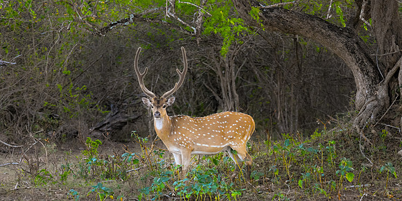 Spotted Deer Panorama