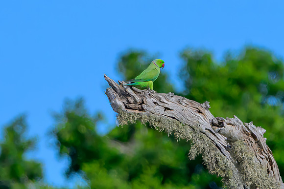 Rose-Ringed Parakeet