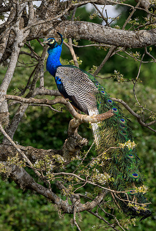 Indian Peafowl