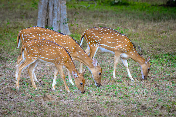 Spotted Deer II