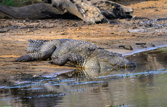 Crocodile I