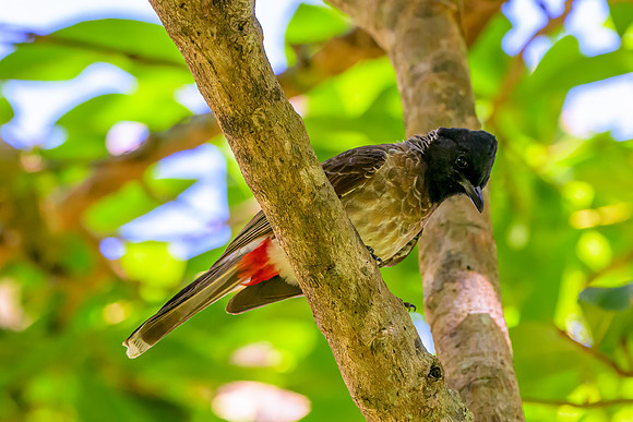 Red Vented Bulbul