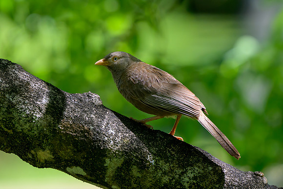 Yellow Billed Babbler