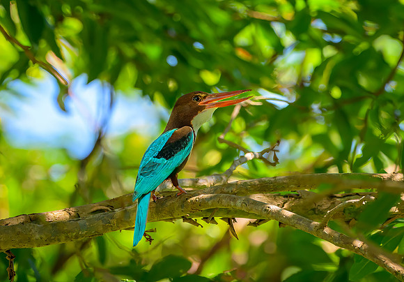 White Throated Kingfisher