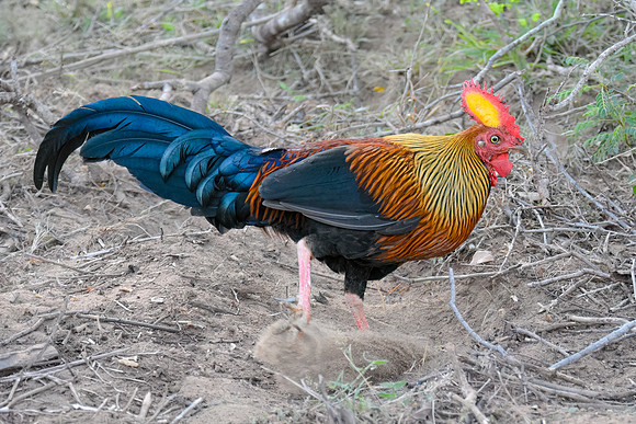 Sri Lanka Junglefowl