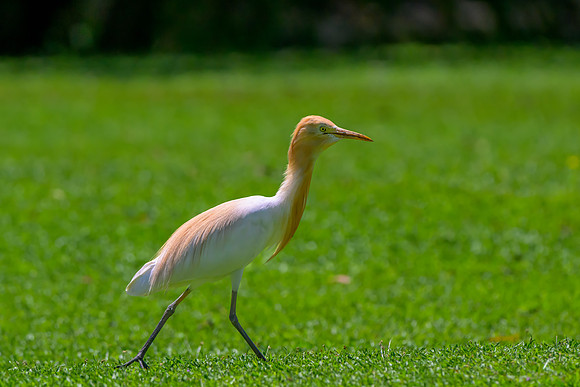 Cattle Egret (Breeding Plumage)