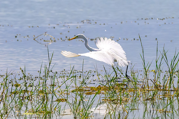 Great Egret