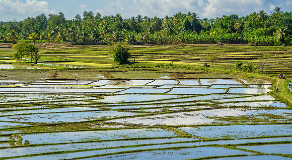 Rice 'Paddy' Fields, Southern Province III