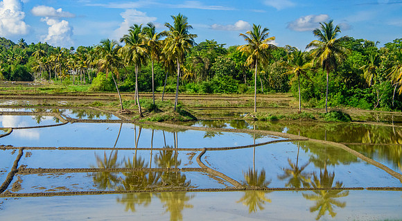 Rice 'Paddy' Fields, Southern Province II