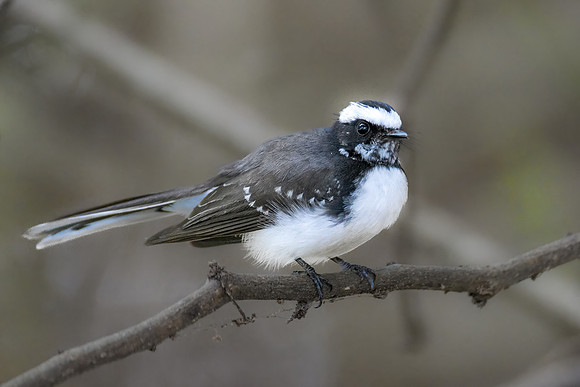 White Browed Fantail