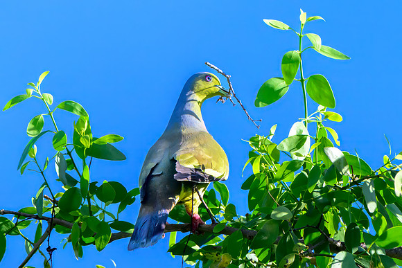 Orange Breasted Green Pigeon