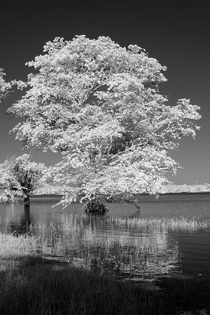 Kandalama Lake I – Infared