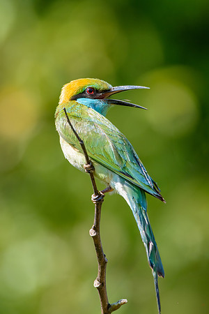 Little Green Bee-eater