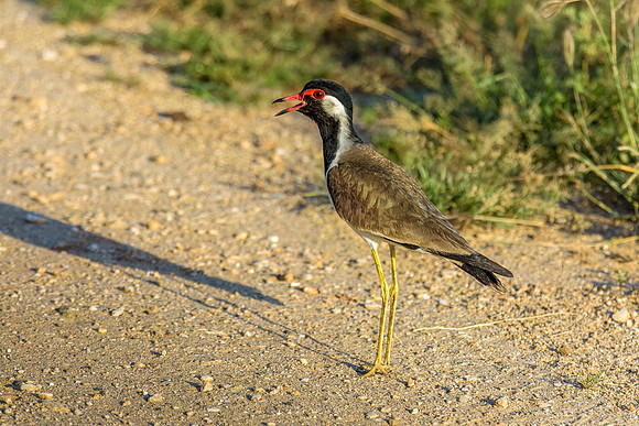 Red Wattled Lapwing