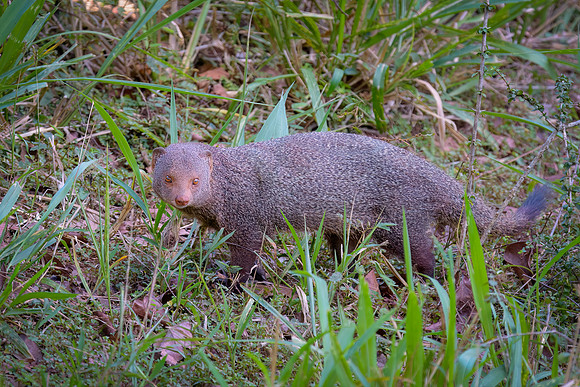 Ruddy Mongoose