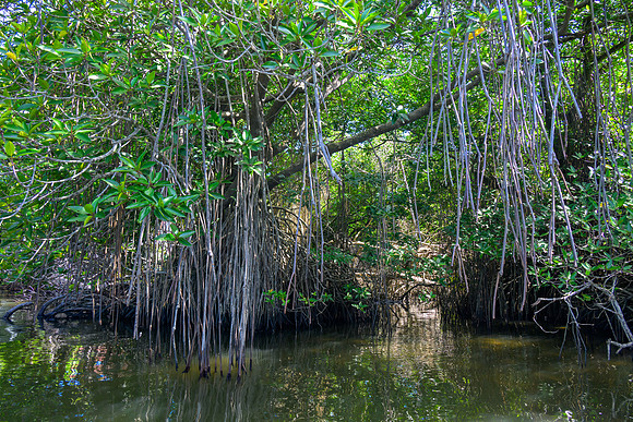 Mangrove Swamp, Madu Lagoon