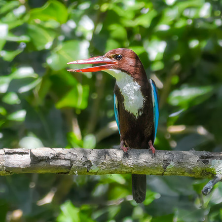 White Throated Kingfisher II