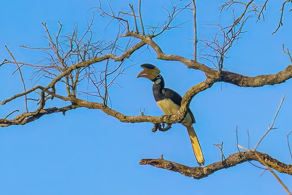 Malibar Pied Hornbill