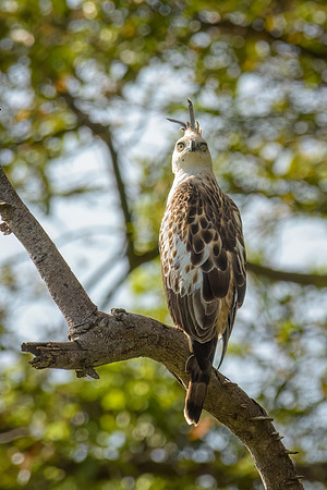 Changeable Hawk-Eagle