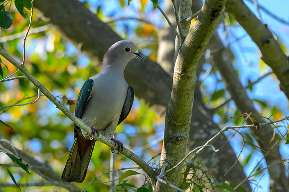 Green Imperial Pigeon