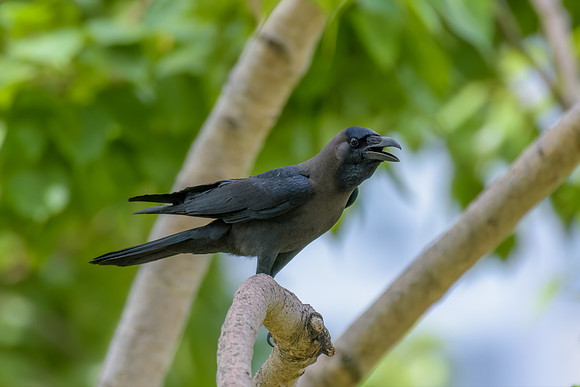 House Crow