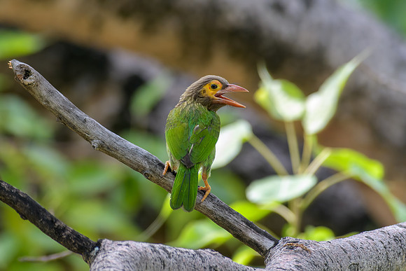 Brown-headed Barbet I