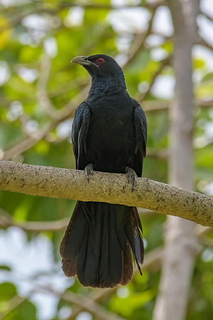 Asian Koel