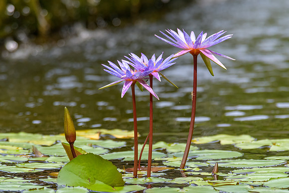 Colombo Water Gardens
