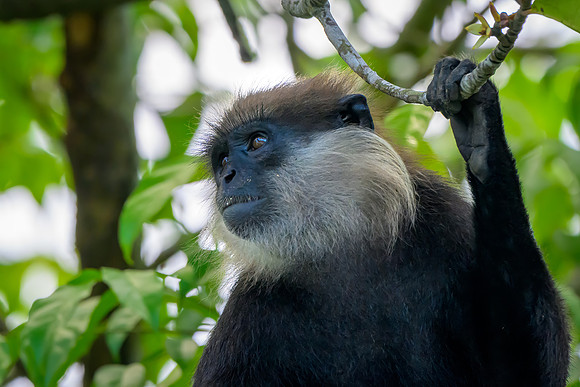 Purple-faced Leaf Monkey II