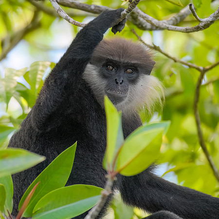 Purple-faced Leaf Monkey III